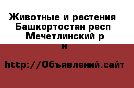  Животные и растения. Башкортостан респ.,Мечетлинский р-н